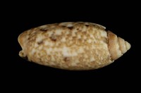 藏品(寶島榧螺)的圖片